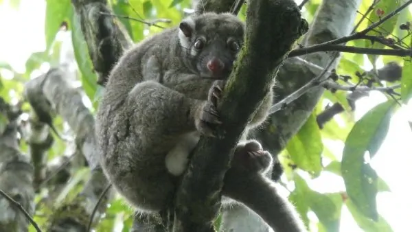 Spotted by the rope bridge, Peterson's Creek, Yungaburra, 2020